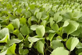 Cabbage Seedlings Available