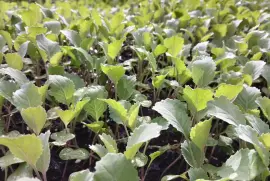 Cabbage Seedlings Available