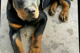 Rottweiler Puppies for Rehoming