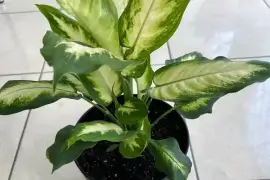 Dieffenbachia seguine